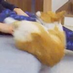 ソファの端でくつろいでいる犬→すべり落ちてしまい…思わず笑ってしまう『まさかの展開』に反響「ポヨンポヨン感がｗ」「全く動じてなくて草」(ブログ)