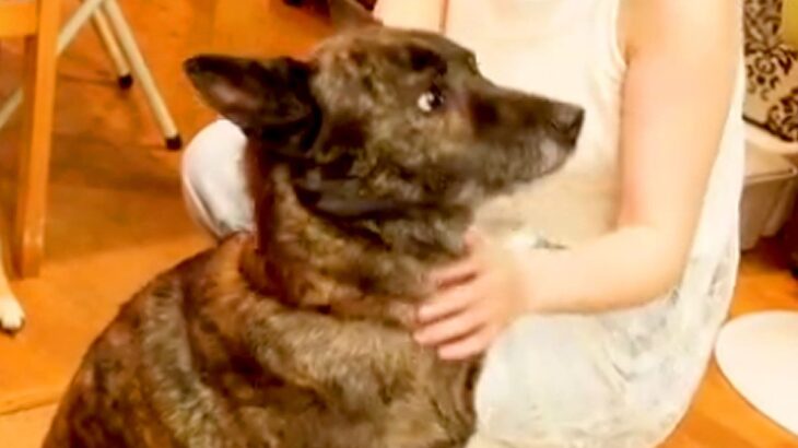 家族以外には懐かない甲斐犬→『小さい頃に遊んでくれた人』に会った結果…予想外な『まさかの行動』が10万再生「覚えてるんだ…」「賢すぎる」(ブログ)