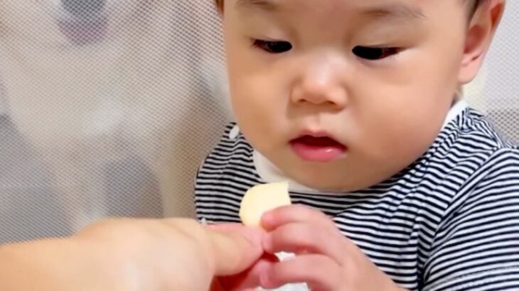 赤ちゃんの手づかみ食べ練習で『ベビーせんべい』を与えていたら、犬が後ろで…とんでもなく食べづらい光景が44万再生「圧ｗｗ」「平和すぎる」(ブログ)