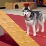 高所恐怖症の大型犬→頑張って『アジリティに挑戦した』結果…思わず抱きしめたくなる『まさかの光景』が146万再生「見た目と違いすぎるｗ」(ブログ)