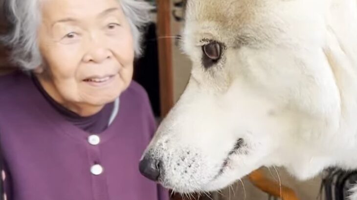犬が嫌いな『90歳のおばあちゃん』の家に、大型犬を連れて行った結果…予想外すぎた『まさかの反応』が26万再生「ほっこり…」「癒された」(ブログ)