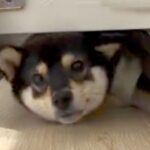 １年前は通れていた『家具のすき間』に入ろうとした犬→成長した結果『まさかの光景』が話題「大きくなったんだね」「お目々まん丸ｗｗ」(ブログ)