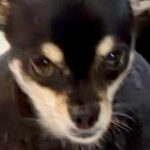 『本当にチワワ…？』ちょこんと座る小型犬を撮影→思っていたのと違う『まさかの光景』に3万いいね「ムッキムキで草」「カッコイイｗｗ」と反響(ブログ)