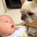 赤ちゃんと初めて顔を合わせた犬→家族であることを認識した様子で…まるで『本当の兄のような対応』に反響「仲良しになれそう」「興味津々」(ブログ)