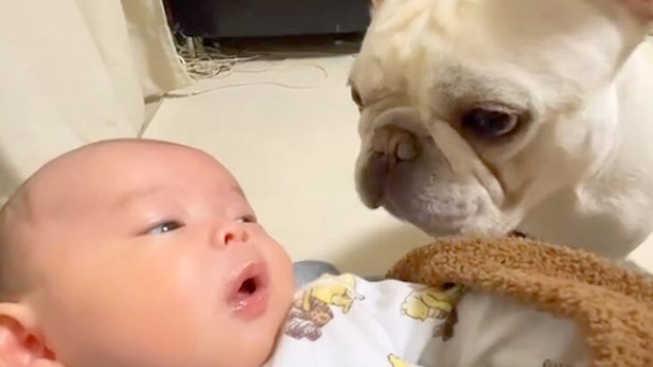 赤ちゃんと初めて顔を合わせた犬→家族であることを認識した様子で…まるで『本当の兄のような対応』に反響「仲良しになれそう」「興味津々」(ブログ)