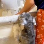 『ベビーベッドで泣いている赤ちゃん』に気づいた犬→心配のあまり見せた『愛しかない行動』が23万再生「優しい子」「ベビーシッターになれる」(ブログ)