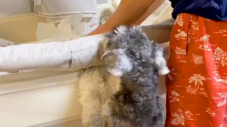 『ベビーベッドで泣いている赤ちゃん』に気づいた犬→心配のあまり見せた『愛しかない行動』が23万再生「優しい子」「ベビーシッターになれる」(ブログ)