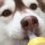 2歳の成犬ハスキー→『自認が赤ちゃんすぎる』まさかの光景に9万いいね集まる「ヒトならまだ赤ちゃんだもんｗｗ」「致死量のバブみ…」と悶絶(ブログ)