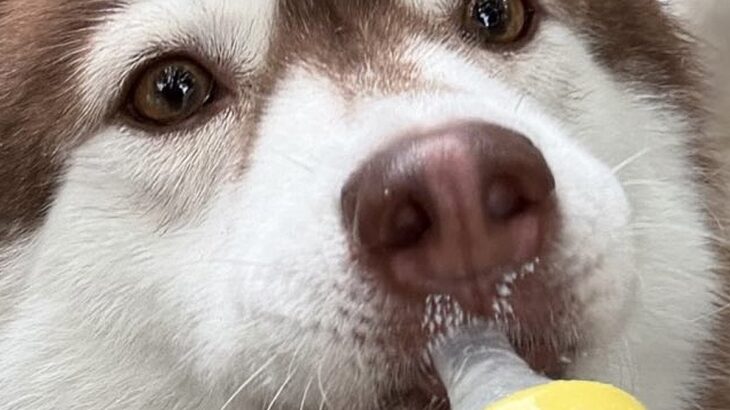 2歳の成犬ハスキー→『自認が赤ちゃんすぎる』まさかの光景に9万いいね集まる「ヒトならまだ赤ちゃんだもんｗｗ」「致死量のバブみ…」と悶絶(ブログ)