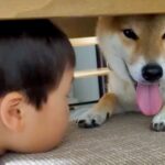 犬が怖くて、指先でしか触れなかった男の子→距離が縮まってきたと思ったら…驚くほどに変化した『現在の光景』に反響「尊い関係」「涙でた」(ブログ)