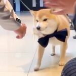 結婚式で犬に『リングドッグ』お願いした結果→駆け寄ってきたと思ったら…予想外だった『まさかの行動』が13万再生「幸せ倍増」「逃げてて草」(ブログ)