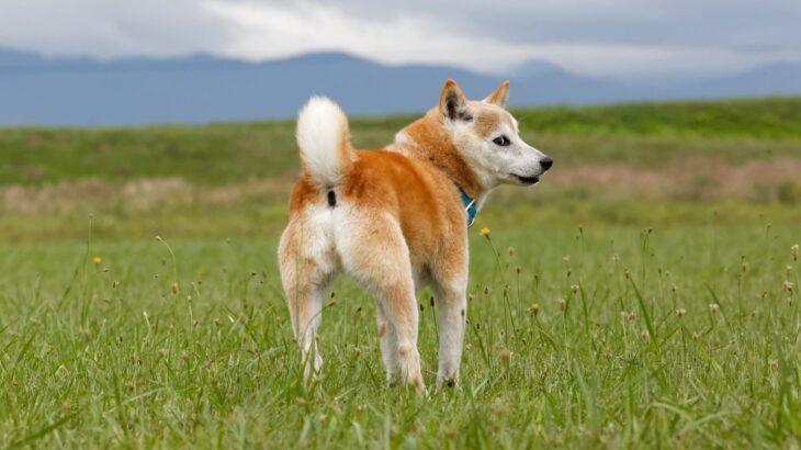 犬が人に『背中を向ける』心理５選　意外な理由や絆を深めるために飼い主がすべきことまで(ブログ)