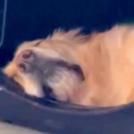 爆睡中の大型犬の『名前を呼んだ』瞬間…まるでお笑い芸人？『想像以上のリアクション』が19万再生「顔ーｗｗ」「電車の中で見たらあかんやつ」(ブログ)