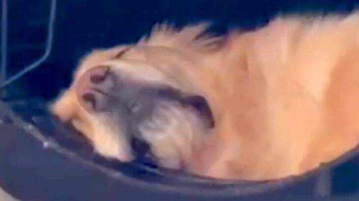 爆睡中の大型犬の『名前を呼んだ』瞬間…まるでお笑い芸人？『想像以上のリアクション』が19万再生「顔ーｗｗ」「電車の中で見たらあかんやつ」(ブログ)