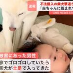 『不法侵入した犬、撃退される』赤ちゃんのベッドに踏み込んだワンコ→まさかの供述が14万再生「なんてかわいい容疑者ｗ」「一緒にいたいんだ」(ブログ)