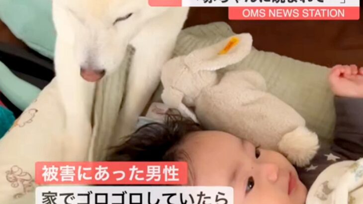 『不法侵入した犬、撃退される』赤ちゃんのベッドに踏み込んだワンコ→まさかの供述が14万再生「なんてかわいい容疑者ｗ」「一緒にいたいんだ」(ブログ)