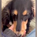 病気になり老犬のように弱ってしまった赤ちゃん犬→『交換しますか？』と言われ…涙あふれる『現在の光景』が92万再生「素敵な家族」「泣けた」(ブログ)