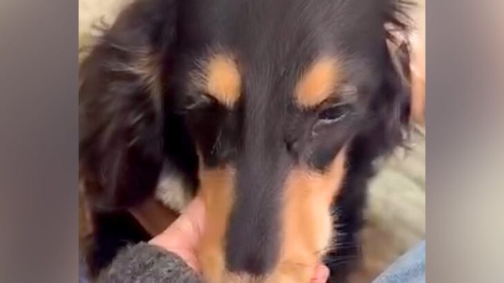 病気になり老犬のように弱ってしまった赤ちゃん犬→『交換しますか？』と言われ…涙あふれる『現在の光景』が92万再生「素敵な家族」「泣けた」(ブログ)