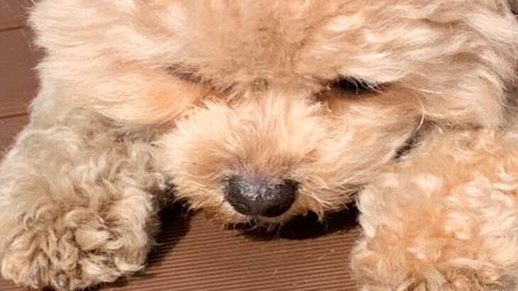 風が強すぎる日に外へ出た犬→飛ばされないように必死で…悶絶必至な『可愛すぎる光景』に24万いいね集まる「ぬいぐるみ過ぎる」「たまらん…」(ブログ)