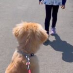 歩くのが遅い女の子→大型犬との散歩で『歩く速度』が違った結果…泣けるほど尊い『まさかの行動』が77万再生「優しい」「目から水が…」と絶賛(ブログ)