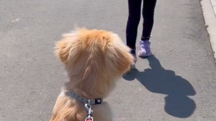 歩くのが遅い女の子→大型犬との散歩で『歩く速度』が違った結果…泣けるほど尊い『まさかの行動』が77万再生「優しい」「目から水が…」と絶賛(ブログ)