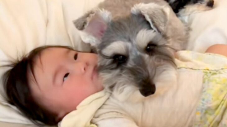 赤ちゃんの頃から犬と寝ている女の子→まるで『本当の姉妹』のようで…大きくなるまでの記録が尊すぎると96万再生「優しい子に育つぞ」と反響(ブログ)