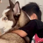 お姉ちゃんとのケンカに負けた男の子→大型犬が涙を舐めて…愛に溢れている『あまりにも尊い光景』に反響「仲良しさんだね」「癒される」(ブログ)