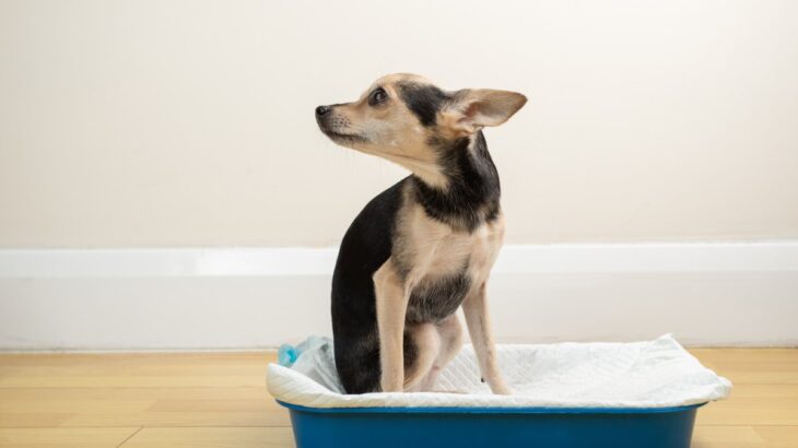 犬の健康な『ウンチの状態』とは？正常かどうかを見分ける方法やいつもと違うときの対処法まで(ブログ)