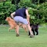 大型犬にタックルする子犬→パパが見かねて助けた結果…予想してなかった『まさかの悲劇』が57万再生「おしりがｗｗ」「可愛いのでヨシ」と反響(ブログ)