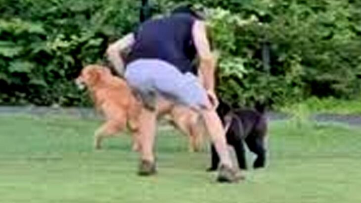 大型犬にタックルする子犬→パパが見かねて助けた結果…予想してなかった『まさかの悲劇』が57万再生「おしりがｗｗ」「可愛いのでヨシ」と反響(ブログ)