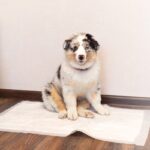 犬の『おしっこ』一日に何回が正常？何度もトイレに行く理由や考えられる病気まで(ブログ)