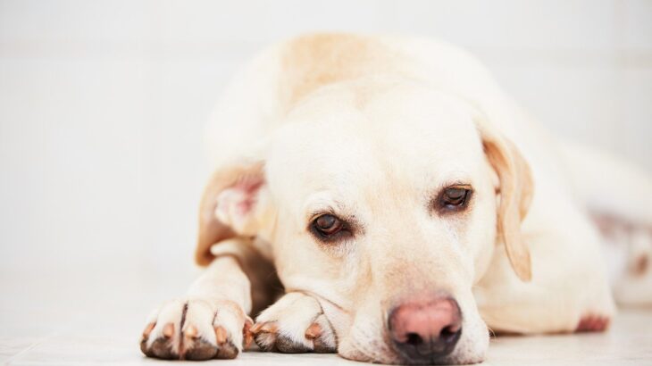 犬が『急に吠えなくなった』ときの原因3つ　考えられる心身の変化や異常を見つける方法まで(ブログ)