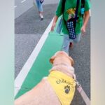 『元盲導犬訓練生』が通学路をパトロール→下校中の小学生たちが駆け寄ってきて…あまりにも『微笑ましい光景』に反響「癒やしの時間」「人気者」(ブログ)