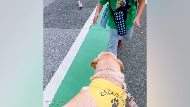 『元盲導犬訓練生』が通学路をパトロール→下校中の小学生たちが駆け寄ってきて…あまりにも『微笑ましい光景』に反響「癒やしの時間」「人気者」(ブログ)