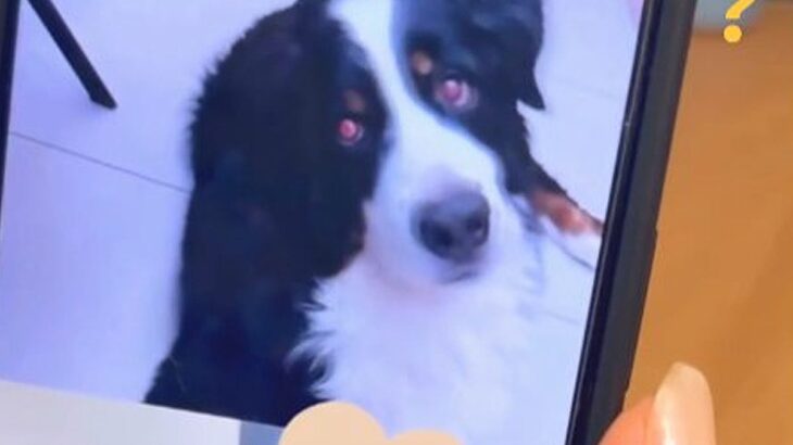 ２人の姉妹が『大型犬と初めてのビデオ通話』をした結果…思わず悶絶してしまう『まさかの反応』が話題「愛されてるのがわかる」「癒された」(ブログ)
