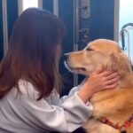 病院のため玄関に行く大型犬→『散歩に行ける』と勘違いして…あまりにも尊い『純粋すぎる光景』が32万再生「健気で泣けてくる」「声出た」(ブログ)
