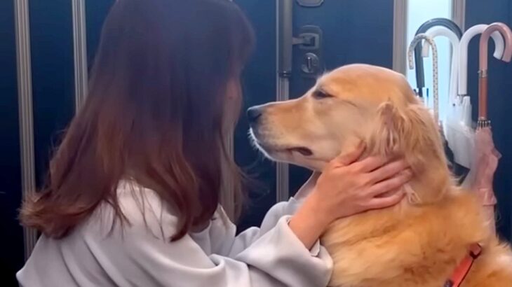 病院のため玄関に行く大型犬→『散歩に行ける』と勘違いして…あまりにも尊い『純粋すぎる光景』が32万再生「健気で泣けてくる」「声出た」(ブログ)