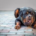 犬の『呼吸が苦しそう』考えられる原因７選　すぐに病院へ行くべきサインとは？(ブログ)