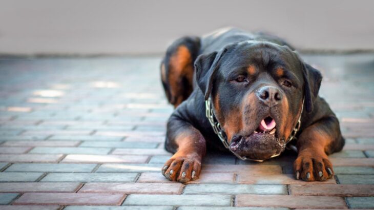 犬の『呼吸が苦しそう』考えられる原因７選　すぐに病院へ行くべきサインとは？(ブログ)