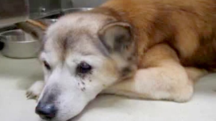 家族が亡くなり、絶望する『寝たきりの保護老犬』…『一緒に帰ろう』と連れて帰った結果→嘘のような『涙の光景』が13万再生「鳥肌立った…」(ブログ)