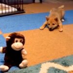 『声に反応するおもちゃ』に大興奮の赤ちゃん犬→5年後…思わず吹き出す『現在の光景』が32万再生「前足がｗｗ」「一生見てられる」と絶賛(ブログ)