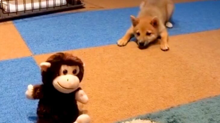 『声に反応するおもちゃ』に大興奮の赤ちゃん犬→5年後…思わず吹き出す『現在の光景』が32万再生「前足がｗｗ」「一生見てられる」と絶賛(ブログ)