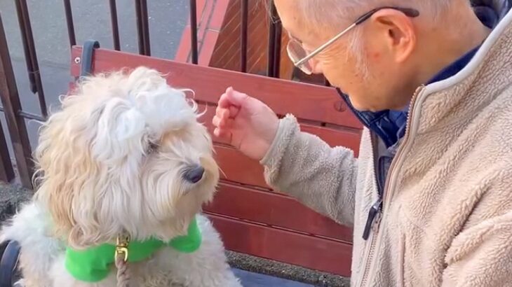 仲良しの近所のおじいさんを待っている犬→スルーされてしまい…許せず想像以上に『ブチギレる様子』が37万再生「孫みたいｗ」「素敵な関係」(ブログ)