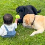 赤ちゃんと2匹の犬が『本当の兄弟のように育った』結果→旅行中に…もはや絵本のような『尊い光景』に反響「かわいくて涙出る」「素敵すぎる」(ブログ)