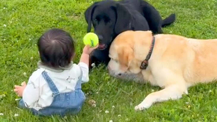 赤ちゃんと2匹の犬が『本当の兄弟のように育った』結果→旅行中に…もはや絵本のような『尊い光景』に反響「かわいくて涙出る」「素敵すぎる」(ブログ)