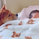 赤ちゃんが家にやってきた結果、犬が怖がって…落ち着いた後に見せた『はじめまして』が尊すぎると17万再生「興味津々ですね」「可愛すぎる」(ブログ)