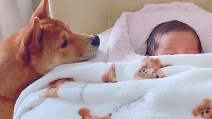 赤ちゃんが家にやってきた結果、犬が怖がって…落ち着いた後に見せた『はじめまして』が尊すぎると17万再生「興味津々ですね」「可愛すぎる」(ブログ)