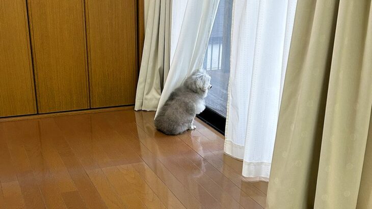 耳が聞こえにくくなってきた高齢犬→飼い主が帰宅すると…『愛おしくも切ない反応』が643万表示の反響「泣けてきた」「胸がギュッてなった」(ブログ)