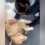 『新聞配達のおじさん』が大好きな大型犬→『今月で辞める』と聞き、寂しがると思ったら…まさかの光景に爆笑「浮気してる場合ちゃうでｗ」(ブログ)