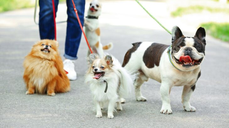 犬を『多頭飼いしてはいけない人』の特徴５選　複数飼育の現実とは？迎える前に飼い主が心得ておくべきことまで(ブログ)